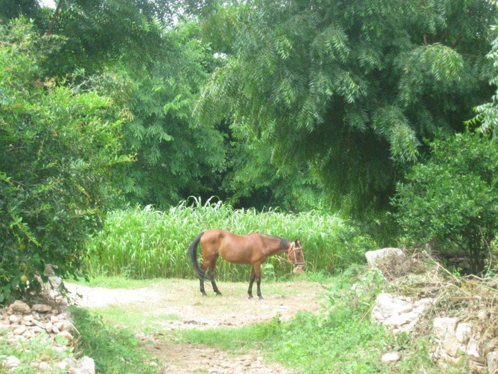 Krishna Ranch Vila Udaipur Exterior foto