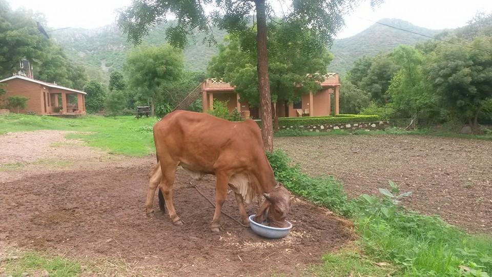 Krishna Ranch Vila Udaipur Exterior foto